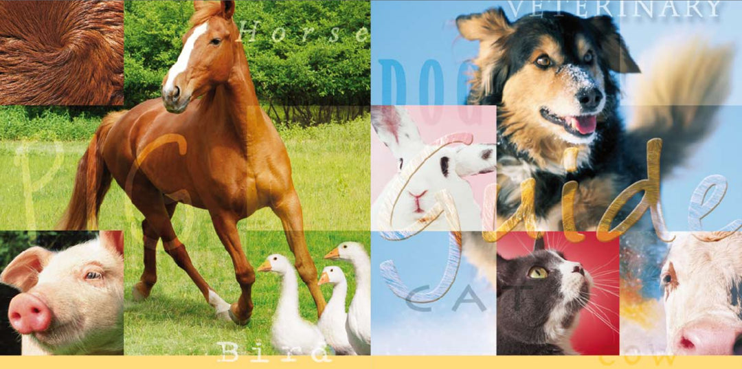 Dosage of Heel Medications in Veterinary Medicine