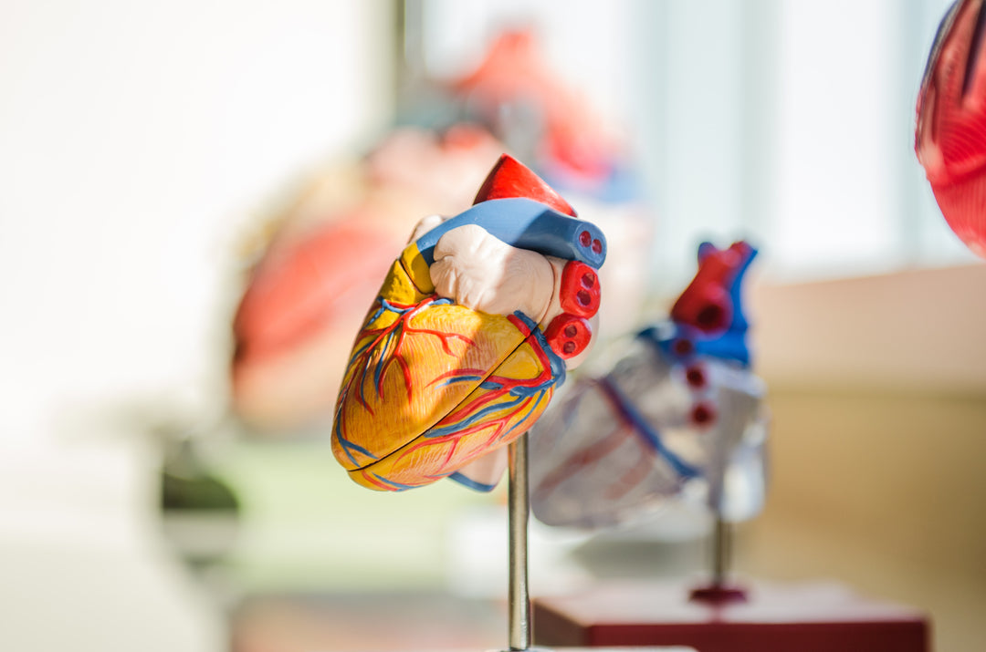 Cholesterol Accumulation as a Driver of Hepatic Inflammation Under Translational Dietary Conditions Can Be Attenuated by a Multicomponent Medicine