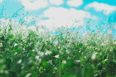 Grass Allergies / Hayfever - Homeopathic Remedies
