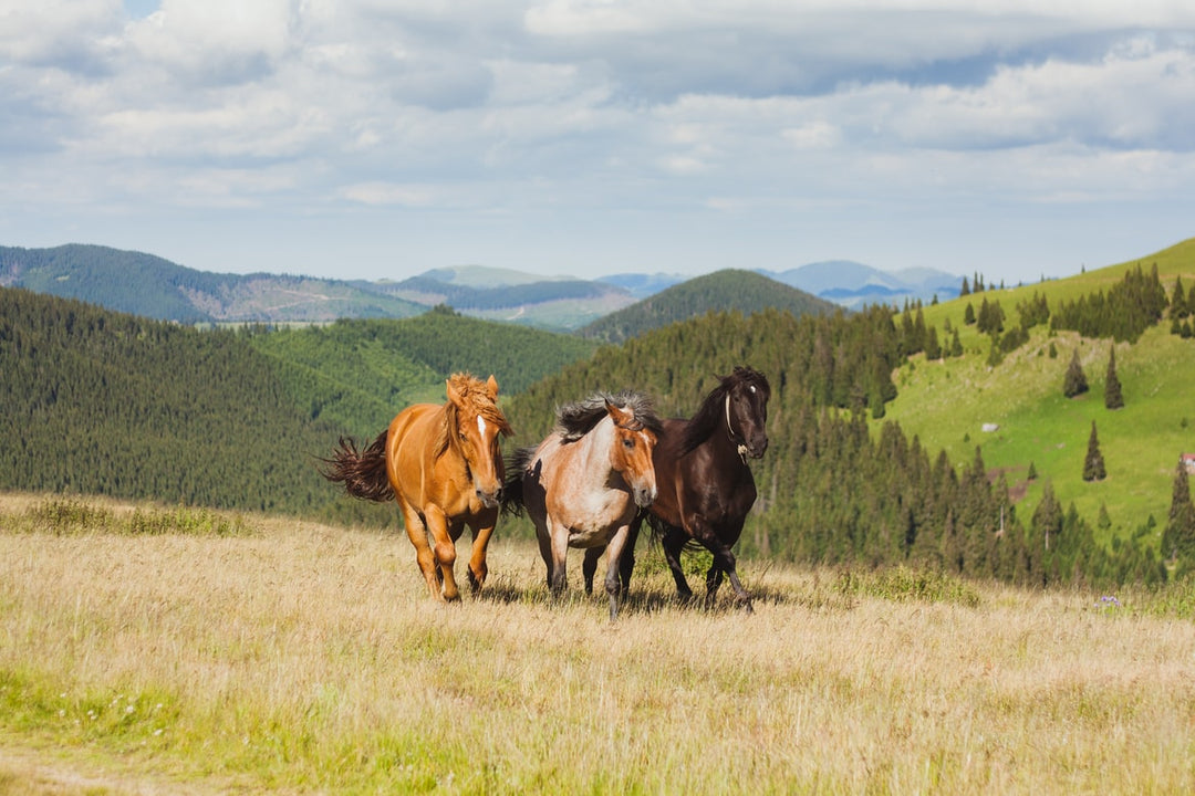 Homeopathic Remedies in Musculoskeletal System for Horses