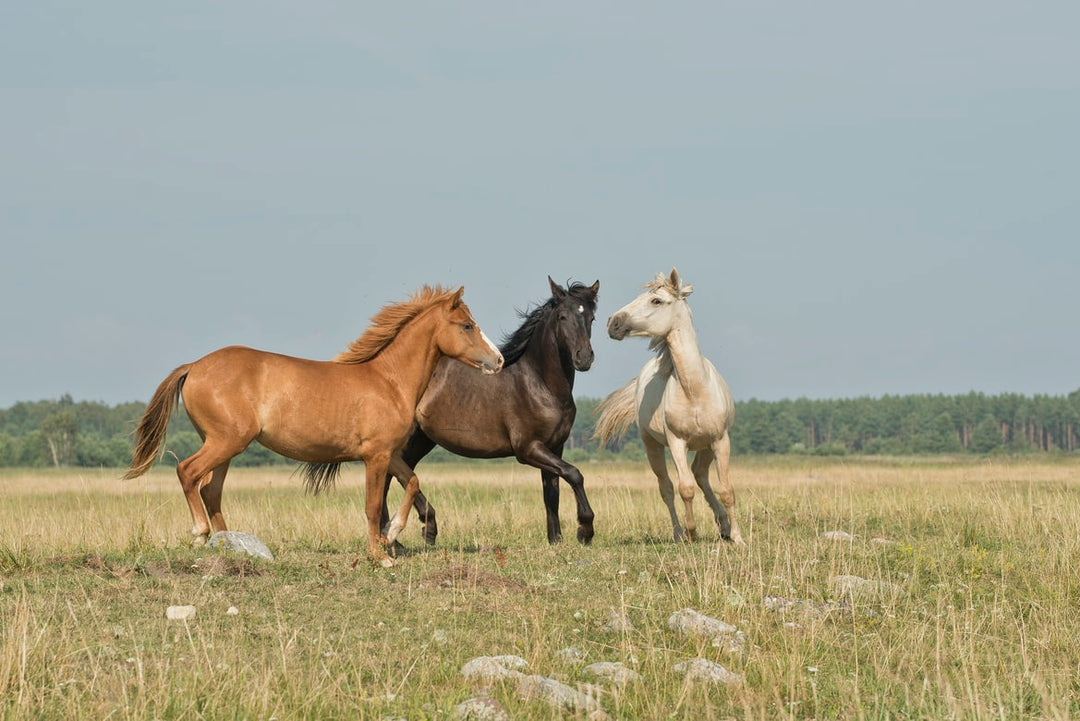 Homeopathic Remedies for Gastric & Duodenal Ulcers in Horses