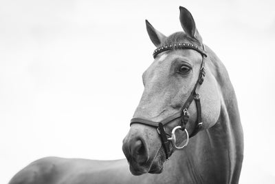 Homeopathic Remedies for Colic / Tying Up in Horses