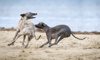 Water Diabetes in Greyhounds - Homeopathic Remedies