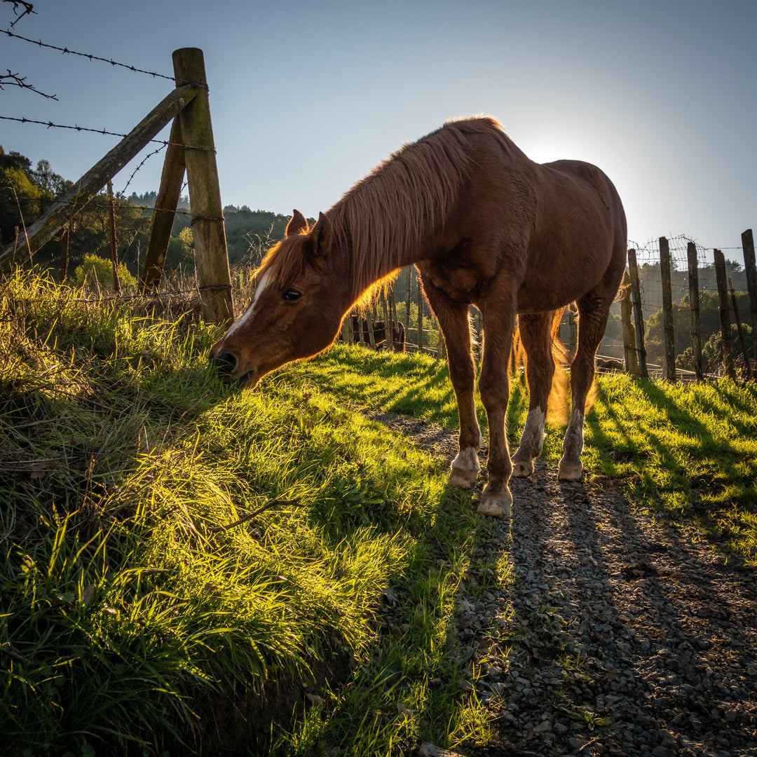 Bronchitis Horses