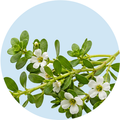 Bacopa Monnieri