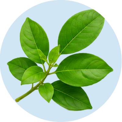 Gymnema Sylvestre