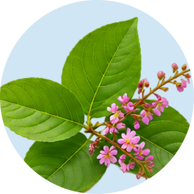 Banaba Leaf Extract