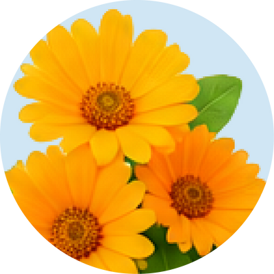 Eyebright 50mg