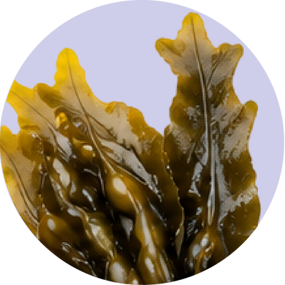 Kelp