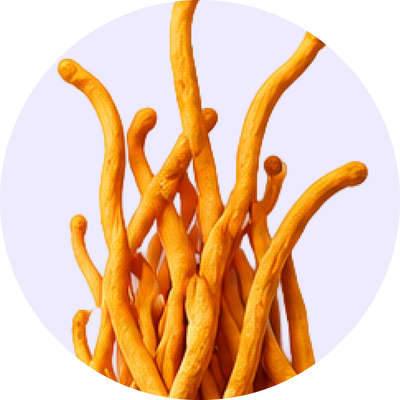 Cordyceps