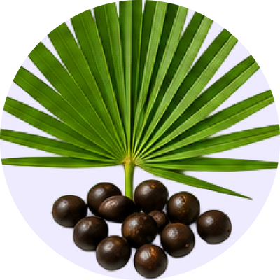 Saw Palmetto