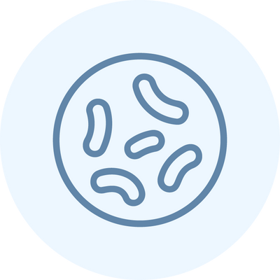 Lacticaseibacillus rhamnosus GGLGG®