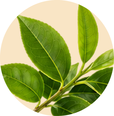 Green Tea Extract