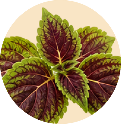Coleus Forskohlii Extract