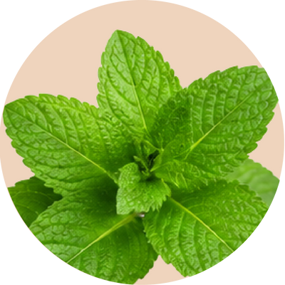Peppermint Leaf