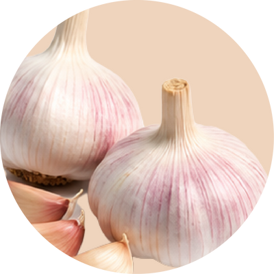 Garlic Bulb