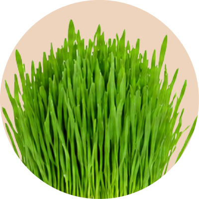 Wheatgrass