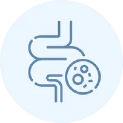 Helpsbacteria reach& intestines