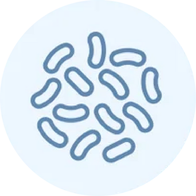 Helpsbacteria reach& intestines