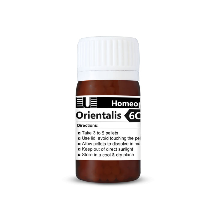 Blatta Orientalis